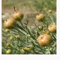 اسپندیا اسفند