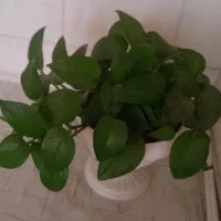 گل پتوس