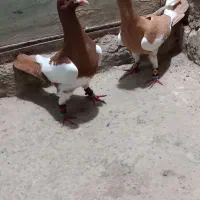 کبوتر یهودی