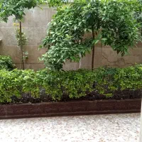 شمشاد|گل و گیاه طبیعی|خرم‌آباد (تنکابن), |دیوار