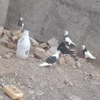 فروشی