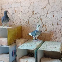 5تا مفلق میکس اردن پلاکی