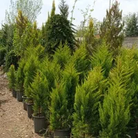لاوسون|گل و گیاه طبیعی|ماهدشت, |دیوار