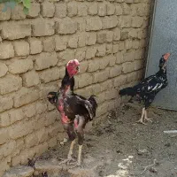 خروس لاری دانگ بالا