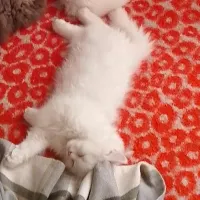 گربه پرشین نر دوماهه
