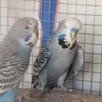 مرغ عشق انگلیسی گریدB