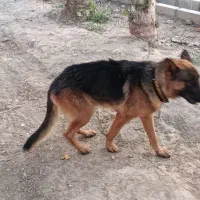 واگذاری سگ ژرمن