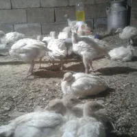 جوجه بوقلمون بیوتی6