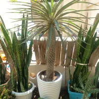 نخل گیی