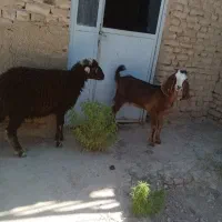 بره نر