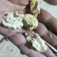 گردو تازه درجه یک کاغدی