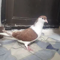 جفت چادری... نر هما سرور به شرط ۶ساعت