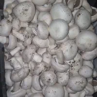 قارچ درجه ۳