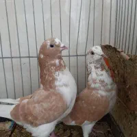 جفت گرگی زرد