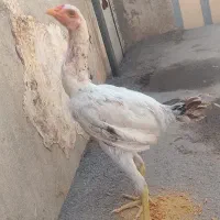تاقچه لاری مرغ قلم سبز