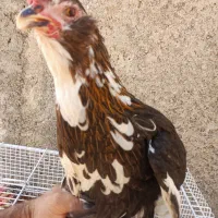 فروش مرغ و خروس گلین