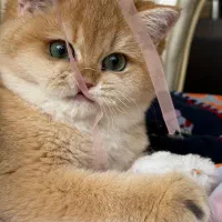 یه مثقال طلای بریتیش