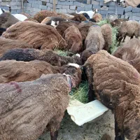 ۳۰ راس بره کردی ۲ عدد بز