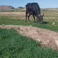 گاو