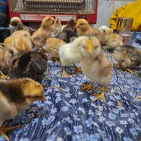 جوجه|حیوانات مزرعه|نیمروز, |دیوار