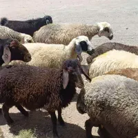فروش میش و بره فروش گوسفند