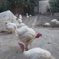 بوقلمون گوشتی