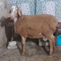 بره چینی نر درشت سالم زمانت