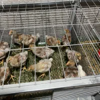 جوجه ویاندوت اورنج