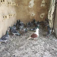کبوتری مسافتی