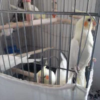 عروس هلندی