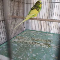 مرغ عشق نر مست