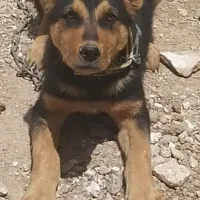 سگ جرمن