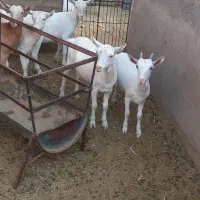 فروش بزغاله