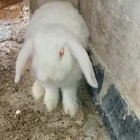 خرگوش نر