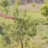 علوفه ،خشک
