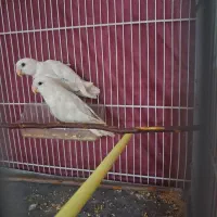 جفت کوتوله مارال