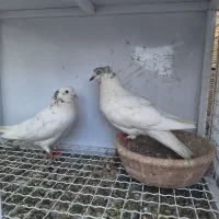کبوتر گرفتنی