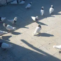 کبوتر رنگی