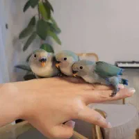 ۳ عدد جوجه کوتوله به همراه نرم و ماده ویک جفت عروس
