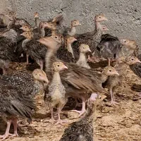 جوجه یکماهه بوقلمون برنز آمریکایی