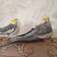 عروس هلندی نر