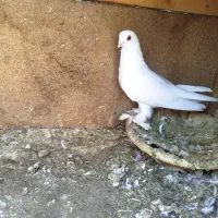 کبوتر