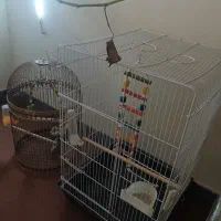 قفس کاسکو و عروس هلندی