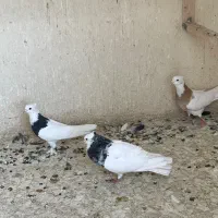 کبوتر یا کفتر طوقی