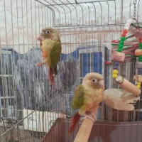 طوطی گرینچیک آناناسی