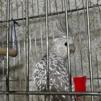 جفت عروس هلندی