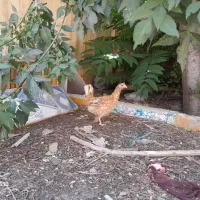 خروس و مرغ گلین