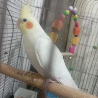 عروس هلندی