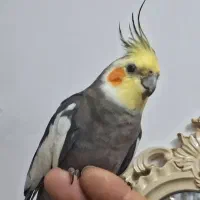 گمشده