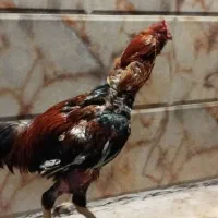 خروس لاری